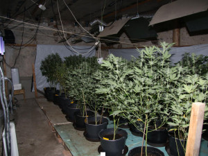 Prachatičtí kriminalisté odhalili pěstírnu.