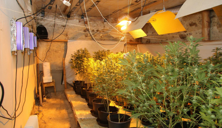 Prachatičtí kriminalisté odhalili pěstírnu.