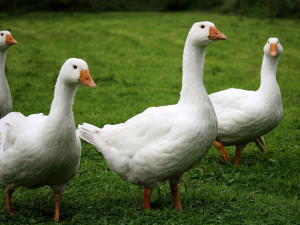 Další ohnisko ptačí chřipky. Veterináři musí utratit stovky hus na Českobudějovicku