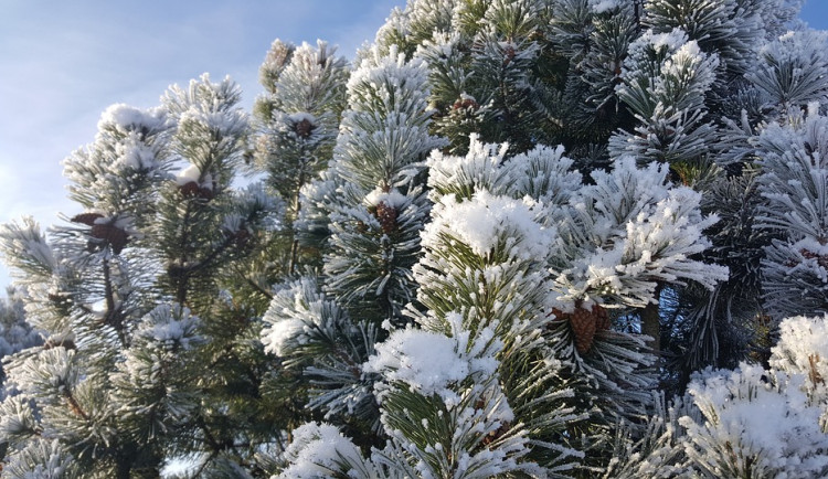 V pátek začne v Česku sněžit i v nižších a středních polohách