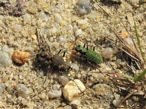 K typickým druhům písčin patří svižníci, například svižník lesomil a svižník polní.