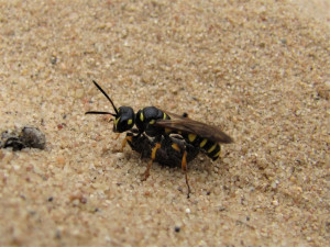 Uzlatka písečná patří k pískomilným druhům hmyzu.