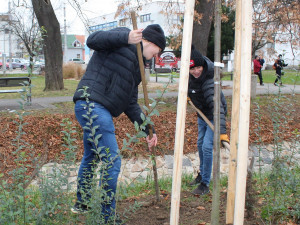 Studenti Česko-anglického gymnázia vysázeli v Suchém Vrbném deset lip