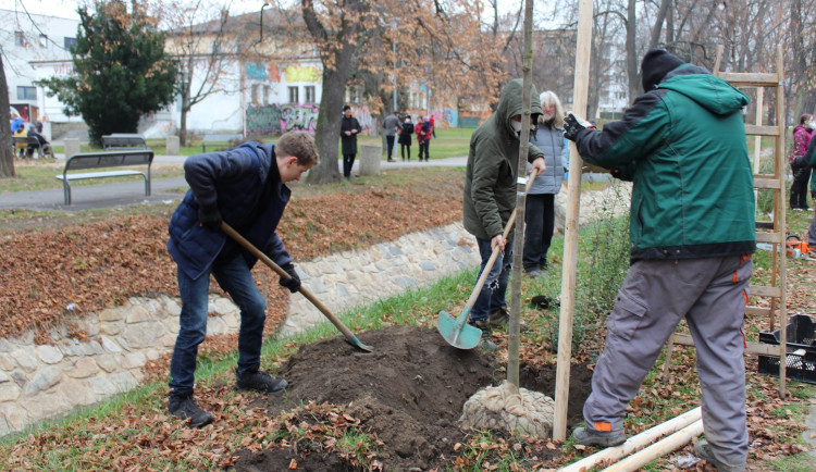 Studenti Česko-anglického gymnázia vysázeli v Suchém Vrbném deset lip