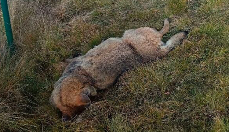 Na Táborsku našli u silnice mrtvého vlka. Zřejmě ho srazilo auto