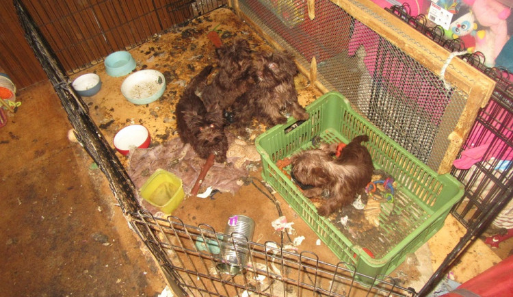 Veterináři odebrali desítky jorkšírských teriérů.