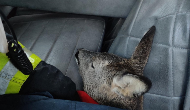 Hasiči zachránili srnku, která se propadla ledem. Zvíře odvezli do záchranné stanice