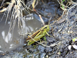 Saranče mokřadní. Foto: Jiří Řehounek