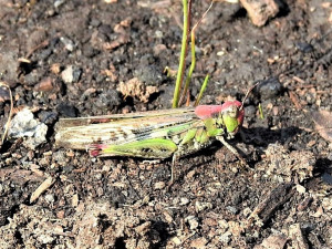 Saranče slaništní. Foto: Jiří Řehounek
