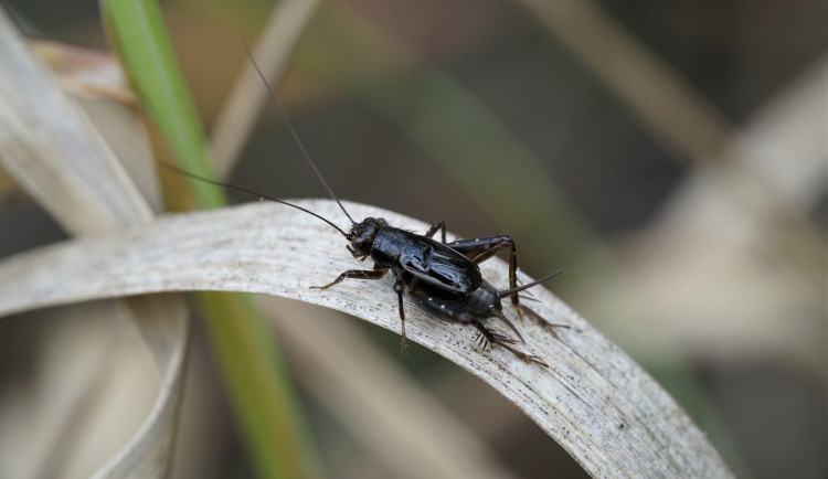 Cvrček pobřežní. Foto: Pavel Marhoul