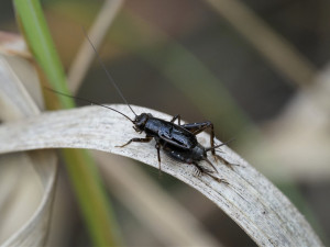 Vědci objevili na Jindřichohradecku vzácné druhy rovnokřídlého hmyzu
