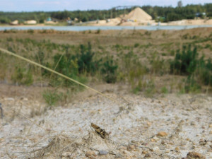 Vědci objevili na Jindřichohradecku vzácné druhy rovnokřídlého hmyzu