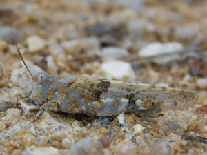 Vědci objevili na Jindřichohradecku vzácné druhy rovnokřídlého hmyzu