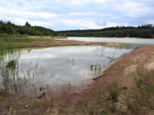 Vědci objevili na Jindřichohradecku vzácné druhy rovnokřídlého hmyzu
