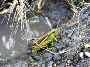 Vědci objevili na Jindřichohradecku vzácné druhy rovnokřídlého hmyzu