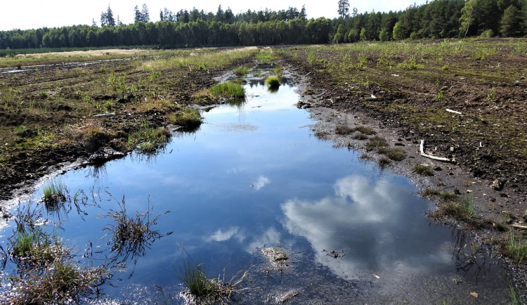 Vědci objevili na Jindřichohradecku vzácné druhy rovnokřídlého hmyzu