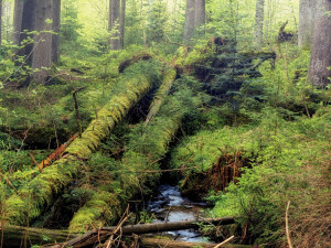 Boubínský prales je národní přírodní rezervace, která se nachází zhruba tři a půl kilometru severovýchodně od obce Zátoň v okrese Prachatice. Její rozloha je 685 hektarů.