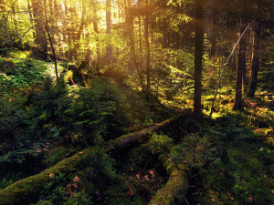 Boubínský prales je národní přírodní rezervace, která se nachází zhruba tři a půl kilometru severovýchodně od obce Zátoň v okrese Prachatice. Její rozloha je 685 hektarů.