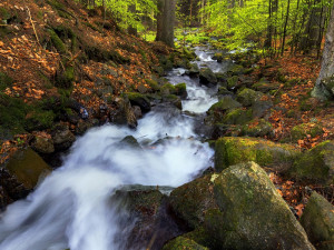 Boubínský prales je národní přírodní rezervace, která se nachází zhruba tři a půl kilometru severovýchodně od obce Zátoň v okrese Prachatice. Její rozloha je 685 hektarů.