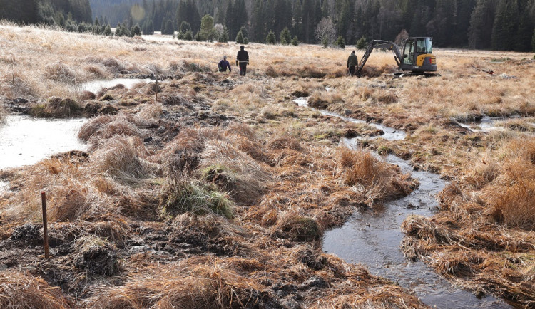 Na Šumavě pokračuje obnova mokřadů. Letos oživili pravděpodobně největší vysušené prameniště