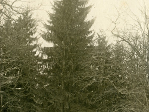 Strom svobody těsně před pokácením ve Staré oboře v Hluboké nad Vltavou