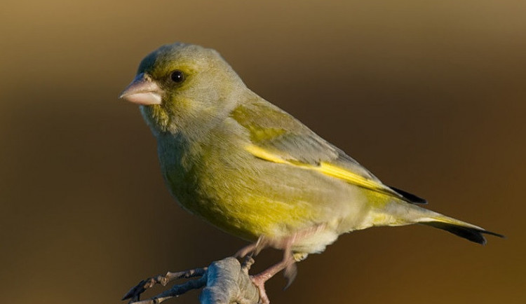 Zvonek zelený je ptákem roku 2022. Vymírá kvůli vážné nemoci, pomoci mu mohou lidé