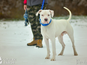 Najde božský Re nový domov? V táborském útulku čeká už od léta