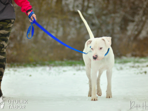 Najde božský Re nový domov? V táborském útulku čeká už od léta