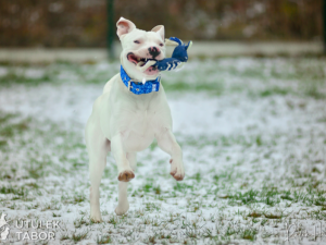 Najde božský Re nový domov? V táborském útulku čeká už od léta