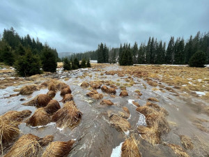 Potok pod silnicí na Rybárně. Loni národní park díky projektu LIFE for MIRES pustil vodu z rovné strouhy zpět do původního koryta. A funguje dobře - rozlévá se.