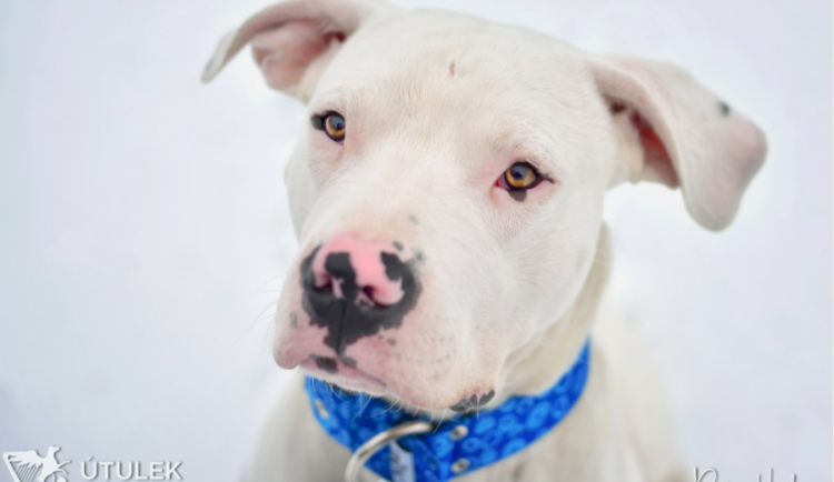 Najde božský Re nový domov? V táborském útulku čeká už od léta