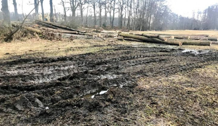 Skončila těžba dřeva u Vrbenských rybníků. Mohla poškodit chráněné druhy