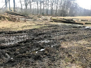 Skončila těžba dřeva u Vrbenských rybníků. Mohla poškodit chráněné druhy