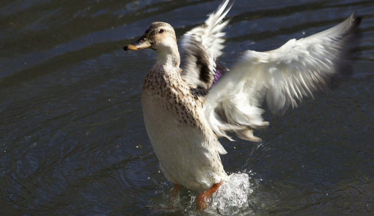 V chovu divokých kachen na Strakonicku je nové ohnisko ptačí chřipky