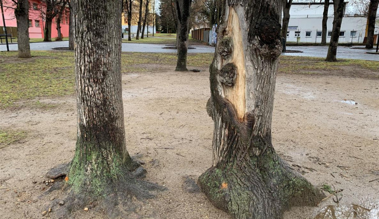 Stromy určené k pokácení jsou ve špatném stavu.