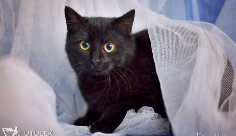 Nebeský Zeus hledá nový domov