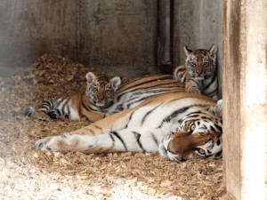 Táborskou zoo navštívilo rekordních 110 tisíc lidí