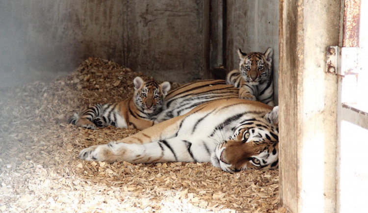Táborskou zoo navštívilo rekordních 110 tisíc, zoo Hluboká 270 tisíc