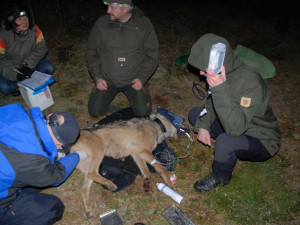 Zoologové nonstop sledují vlky na Šumavě, jejich počet odhadují až na 30 jedinců