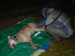 Zoologové nonstop sledují vlky na Šumavě, jejich počet odhadují až na 30 jedinců
