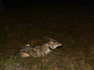 Zoologové nonstop sledují vlky na Šumavě, jejich počet odhadují až na 30 jedinců
