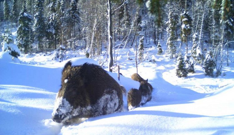 Vědci sledují pohyb divočáků přes GPS obojky, projekt by měl pomoci v boji s africkým morem prasat
