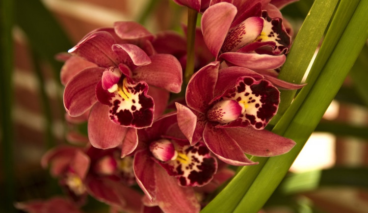 Tropický ráj v únoru. Jihočeské muzeum zve na výstavu orchidejí