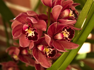 Tropický ráj v únoru. Jihočeské muzeum zve na výstavu orchidejí