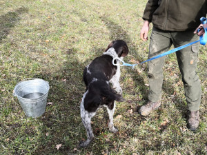 Vltavotýnští hasiči zachraňovali psa, který spadl do těžební šachty. Zvíře vytáhli pomocí postroje