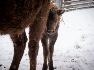 Zubří stádo v táborské zoo má nový přírůstek. Lidé mohou vybrat jméno