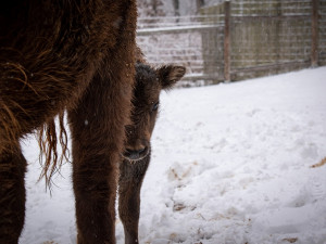 Zubří stádo v táborské zoo má nový přírůstek. Lidé mohou vybrat jméno