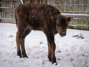 Zubří stádo v táborské zoo má nový přírůstek. Lidé mohou vybrat jméno