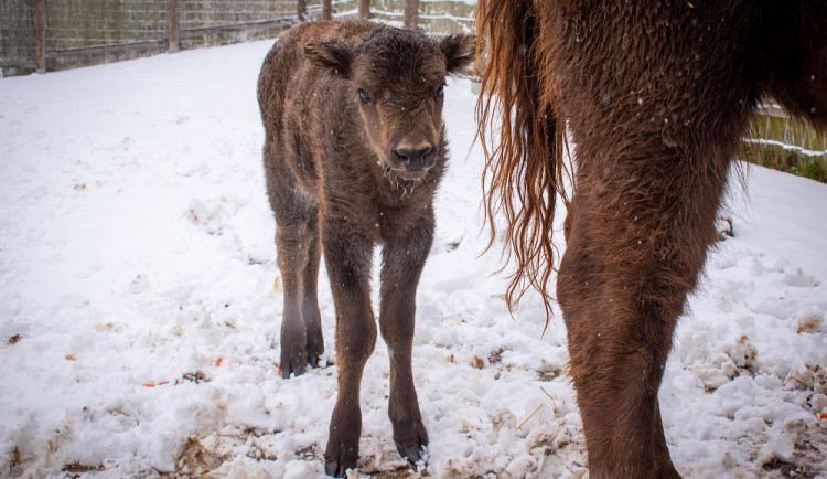 Zubří stádo v táborské zoo má nový přírůstek. Lidé mohou vybrat jméno
