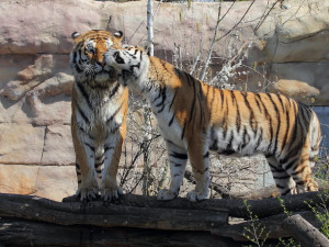 Zoo Hluboka nad Vltavou